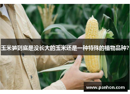 玉米笋到底是没长大的玉米还是一种特殊的植物品种？